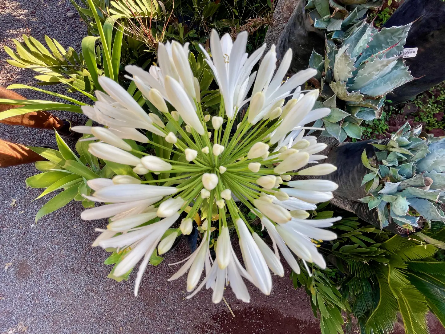 Flores Vivero San Antonio